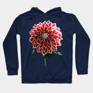 Two-Toned Dahlia Hoodie